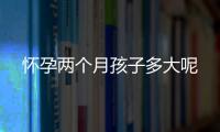 怀孕两个月孩子多大呢
